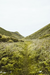 A narrow trail weaving through vibrant green Jura hills under a soft cloudy sky.