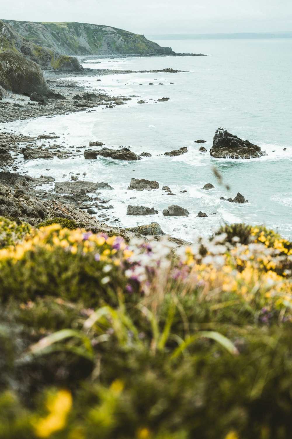 pink and yellow flowers near body of water during daytime