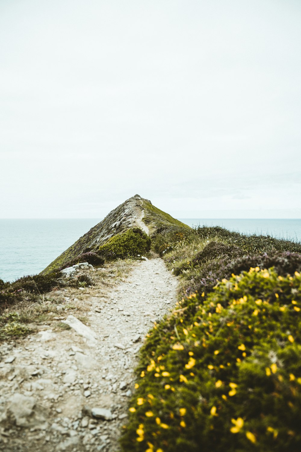 fleurs jaunes sur le rivage rocheux gris pendant la journée