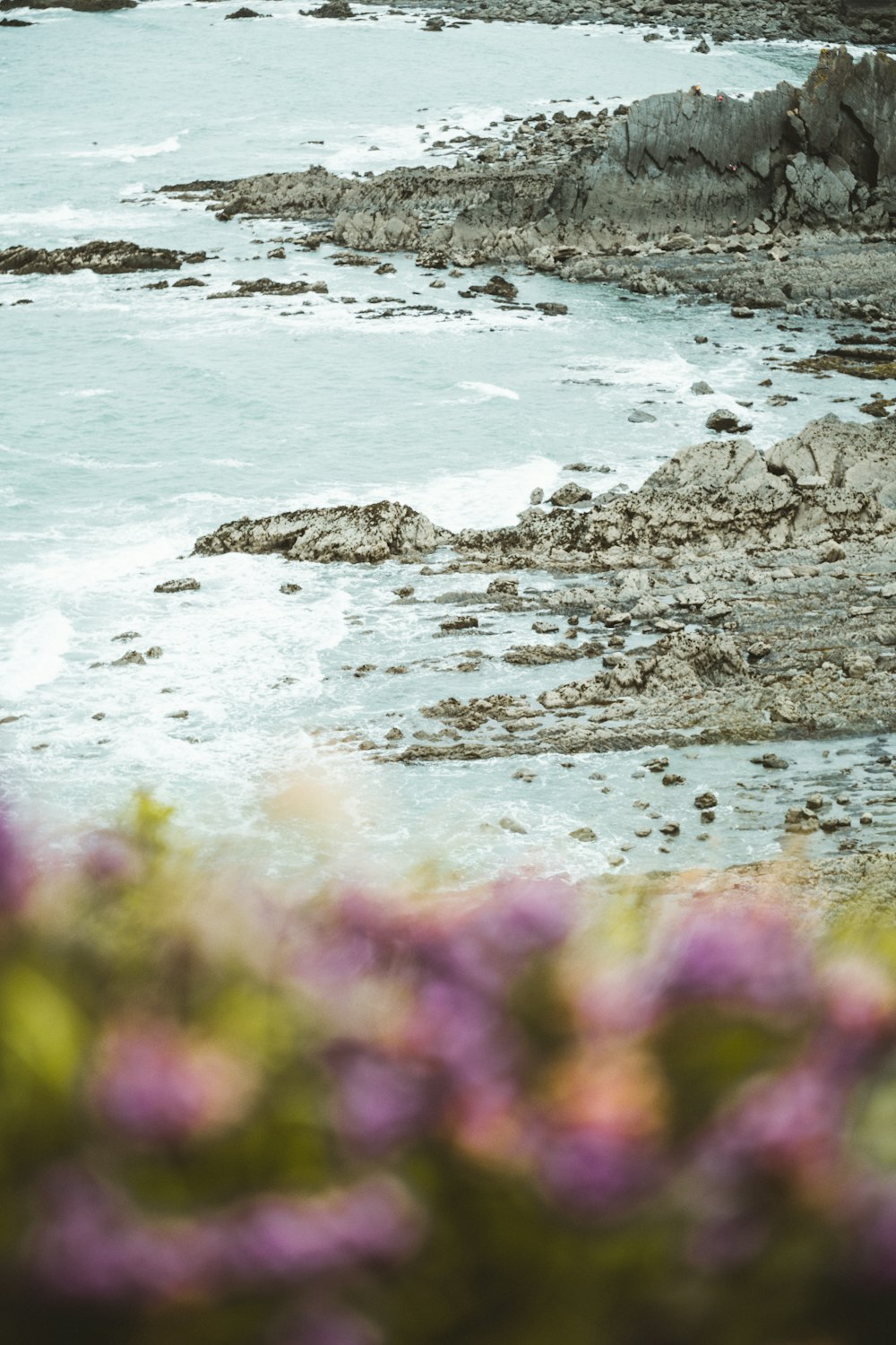 fleurs violettes sur le bord de la mer pendant la journée