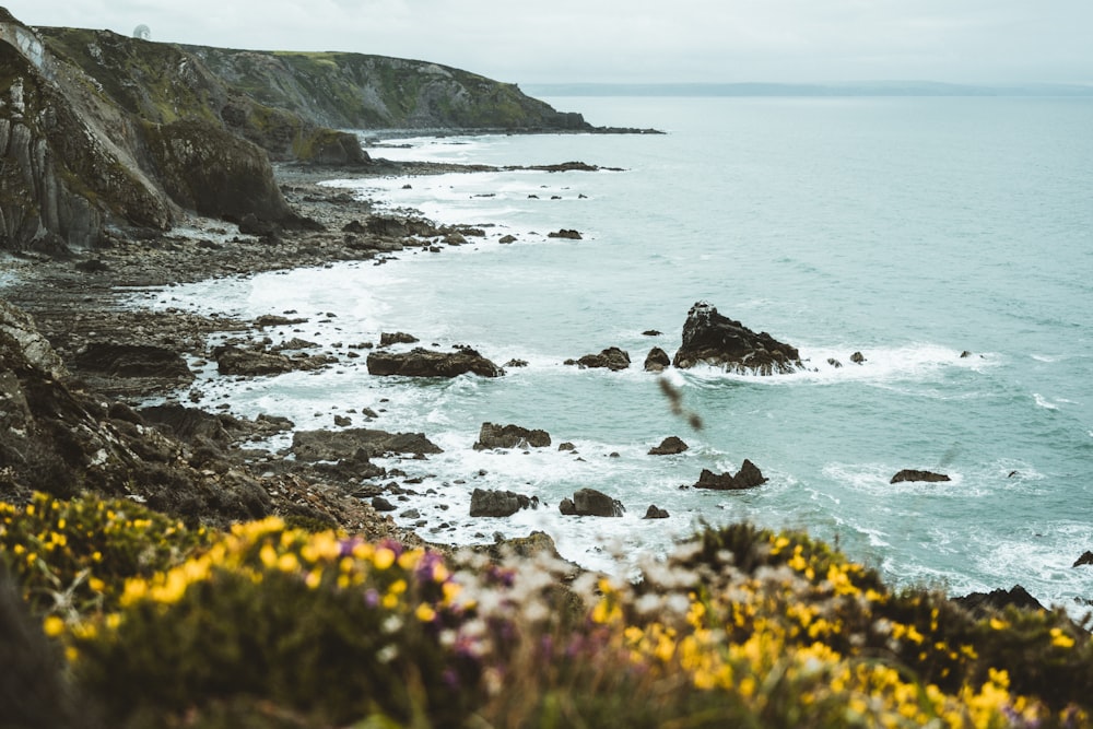 yellow flowers on rocky shore during daytime