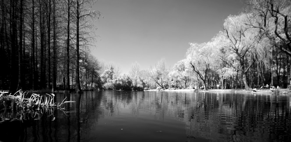 grayscale photo of trees near body of water