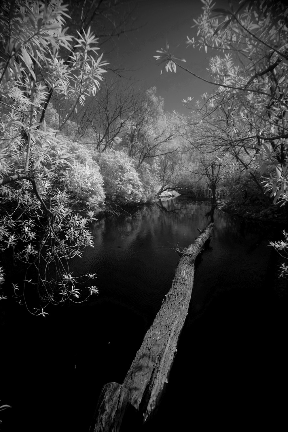 grayscale photo of trees near river