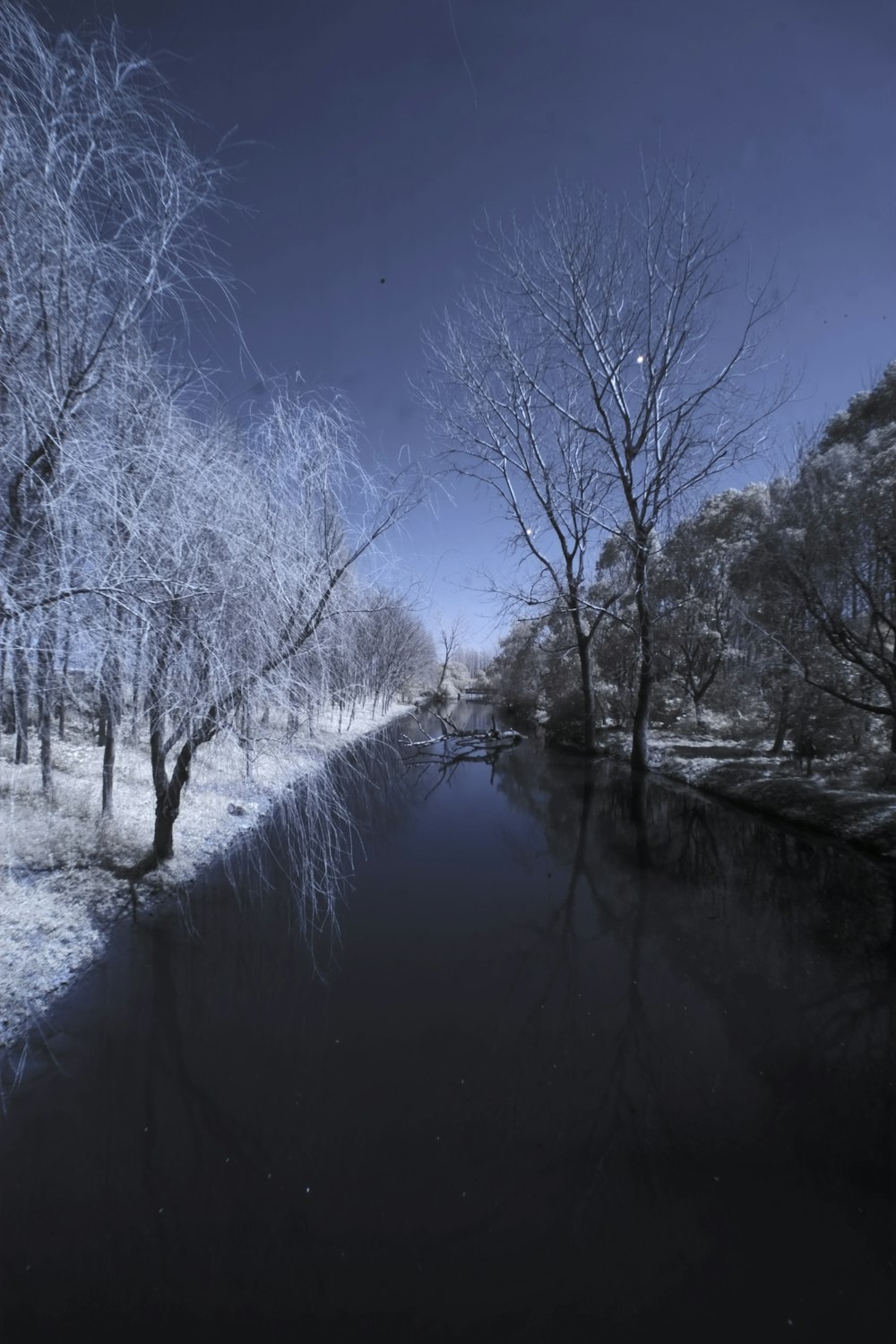 leafless trees near river during daytime