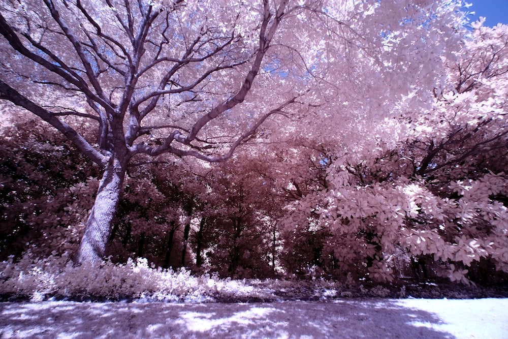 brown trees on snow covered ground during daytime