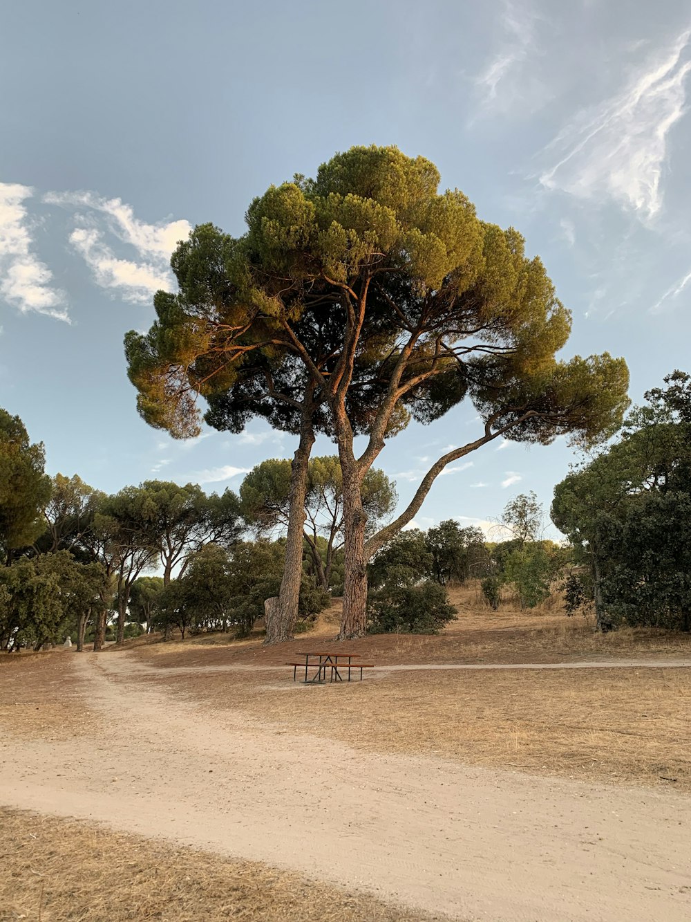 albero verde e marrone su campo marrone sotto cielo blu durante il giorno