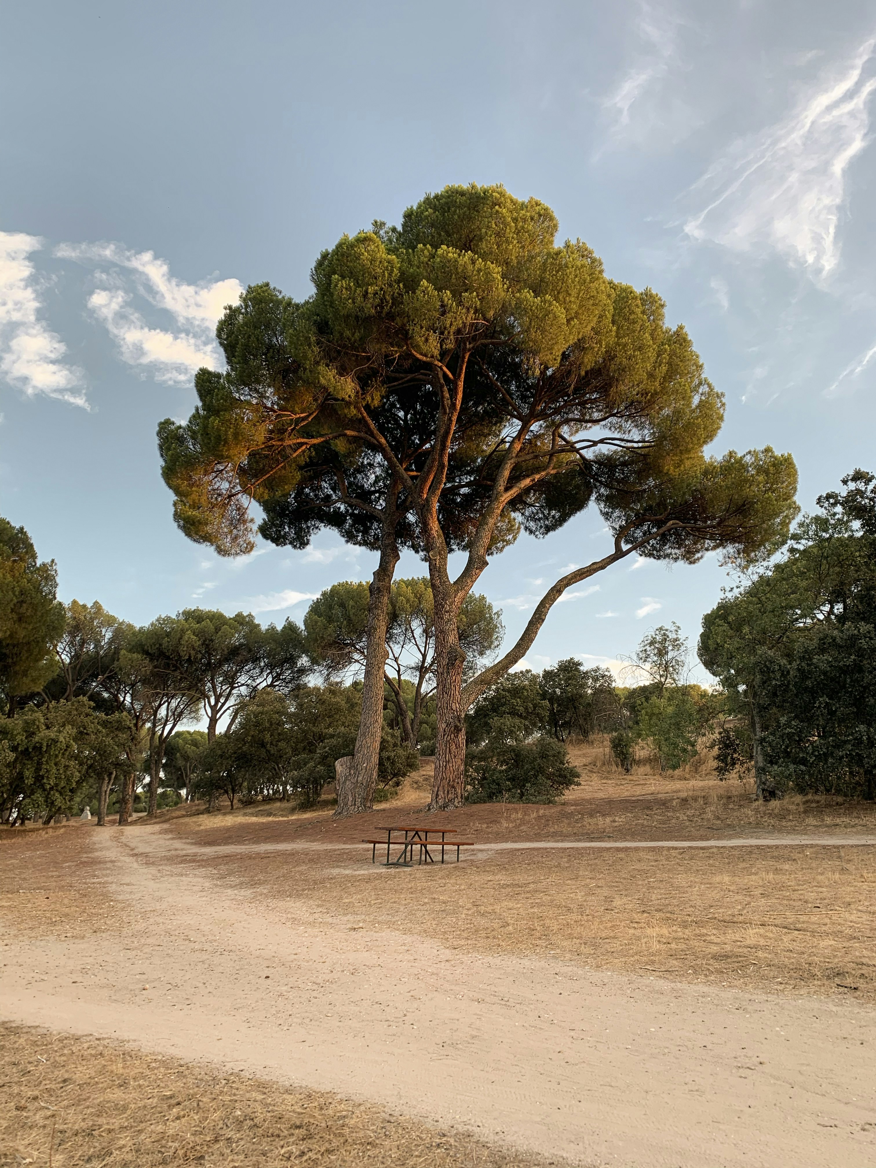 A picnic table in the forest, under a big tree, at sunset.