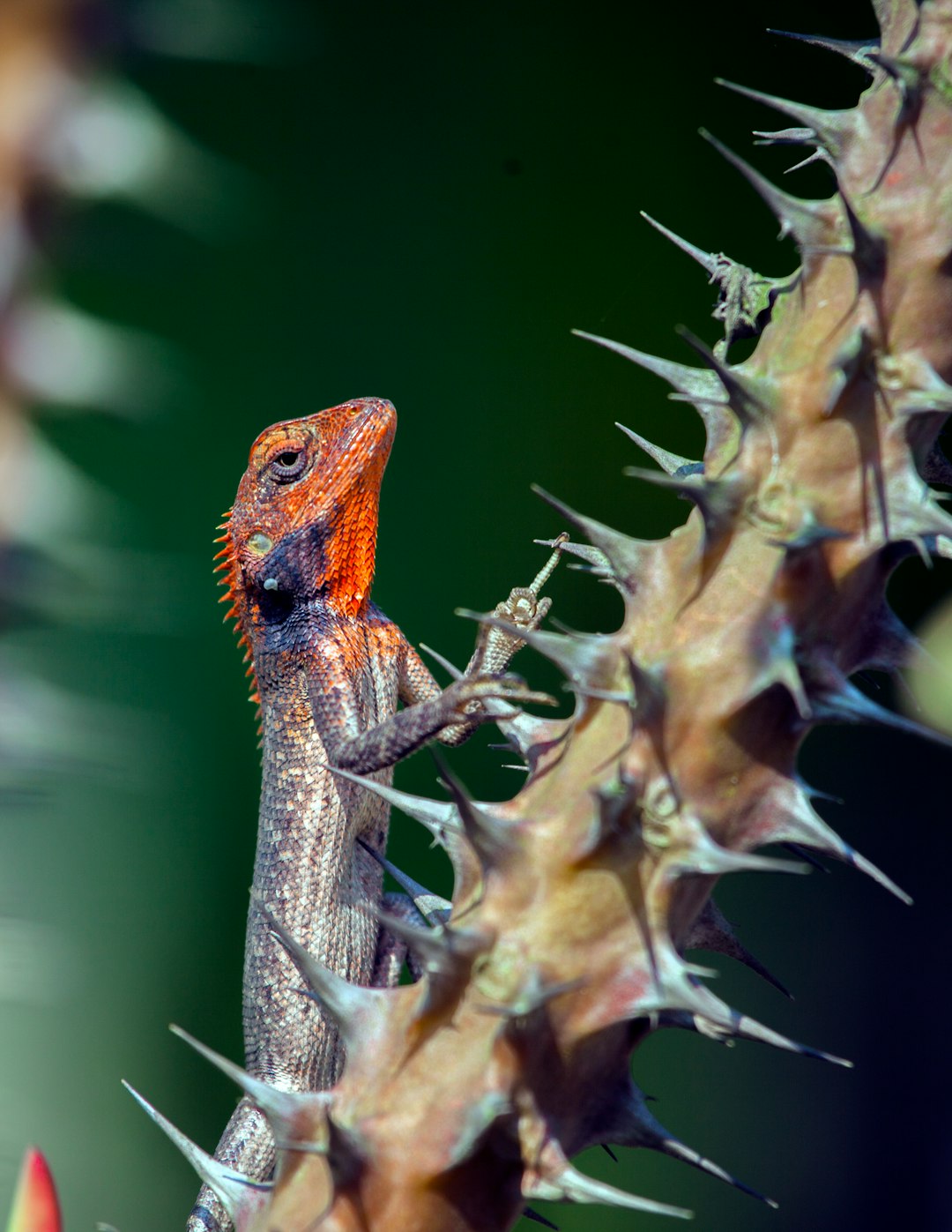 orange and brown lizard on brown dried plant