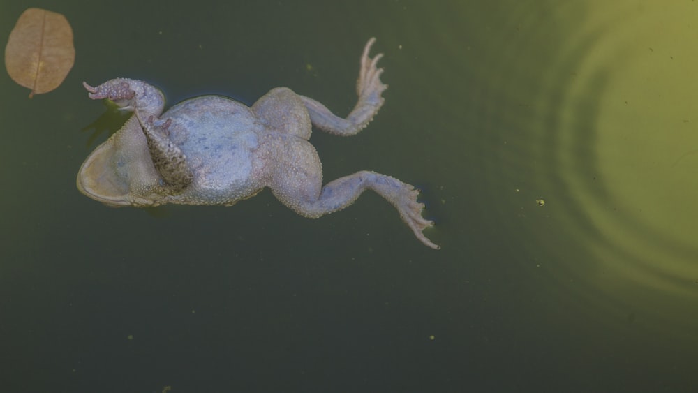blue and white turtle on water