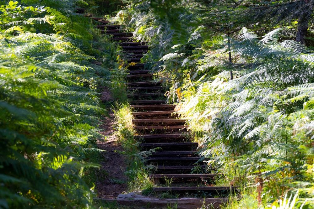 brown wooden stairs in the middle of green trees