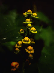 Macro shot highlighting resin-covered buds with subtle citrus undertones.