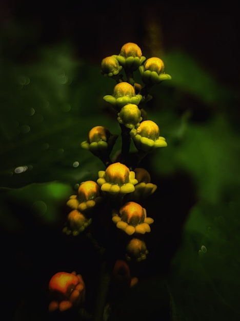 Close-up of sleek, neon-lit thc-a flower buds glowing against a matte black background.