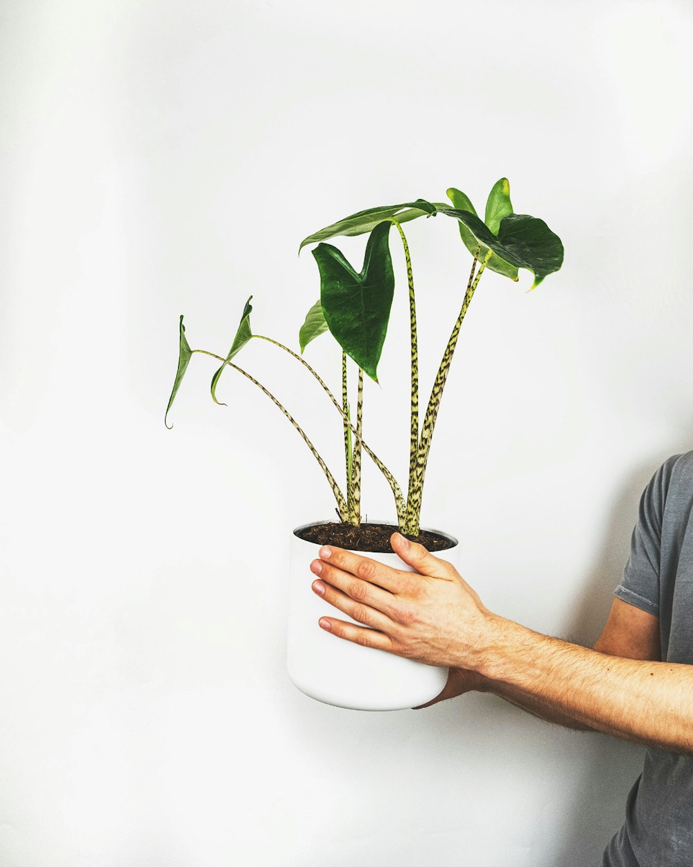 person holding green plant on white ceramic pot