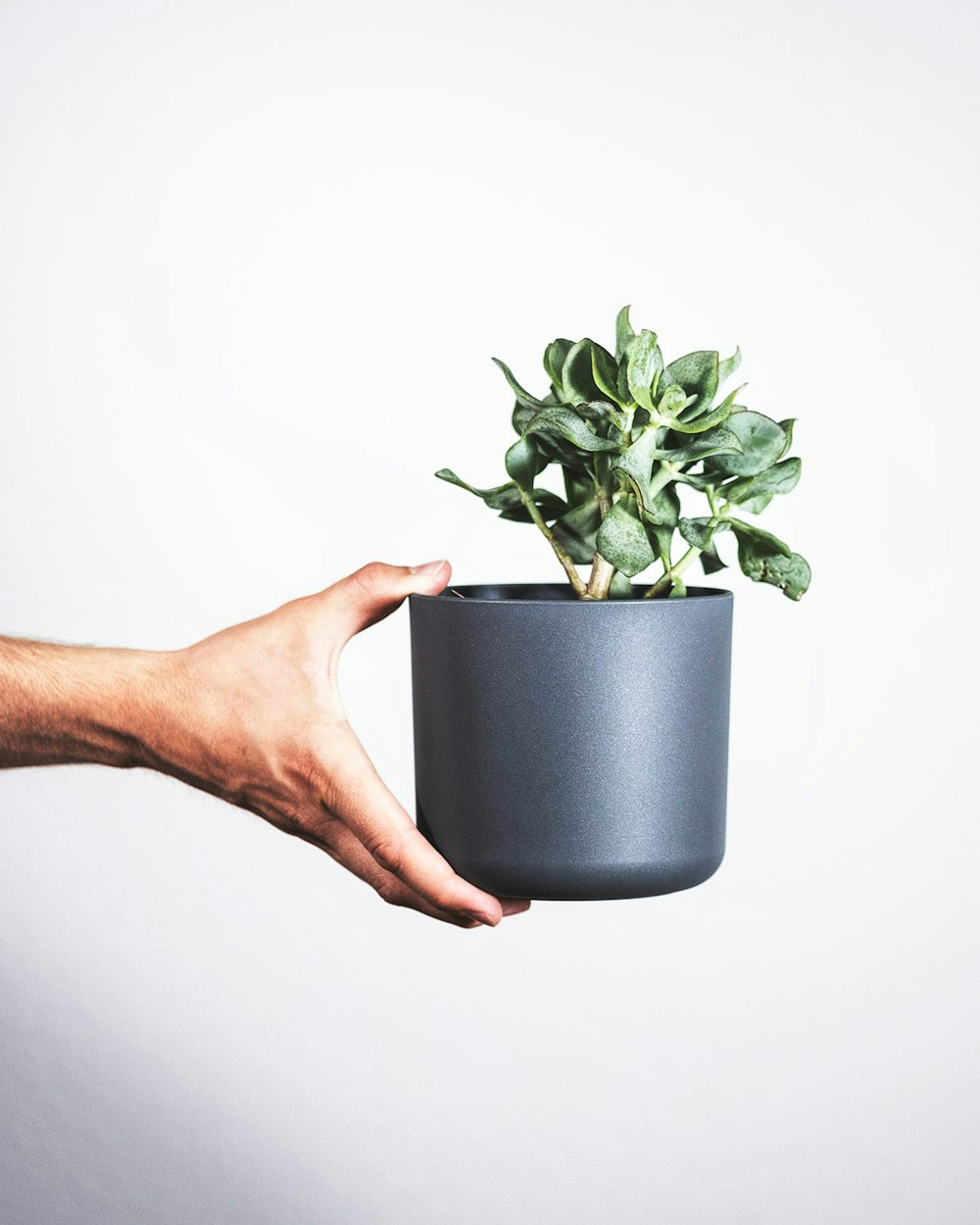 person holding black potted green plant