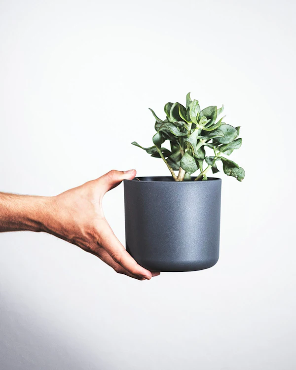 Mão segurando um vaso preto com uma planta verde