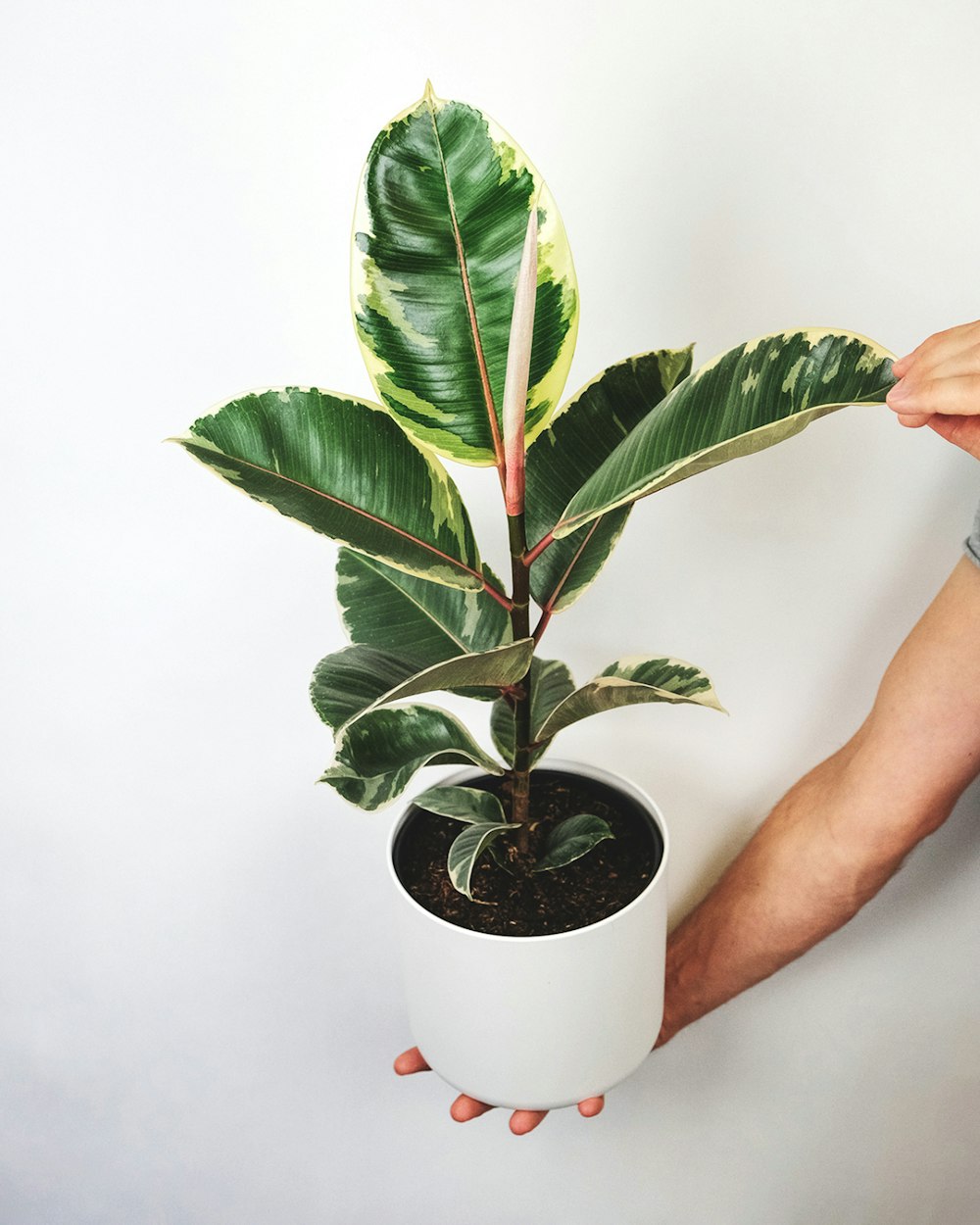 Persona che tiene la pianta verde sul vaso bianco