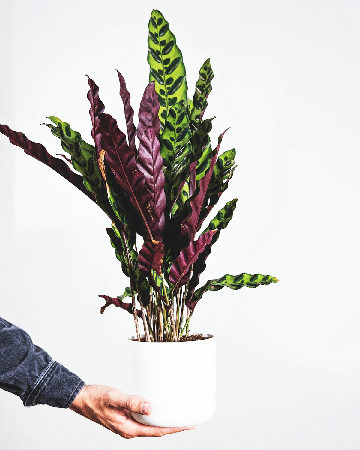 Las mejores Calatheas pet friendly: cuál comprar si tienes perro o gato
