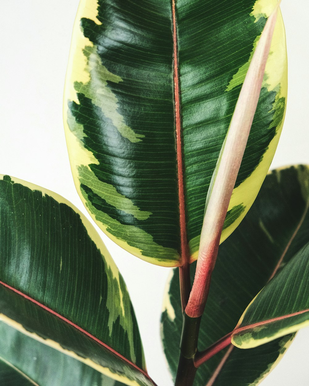 pianta a foglia verde e gialla