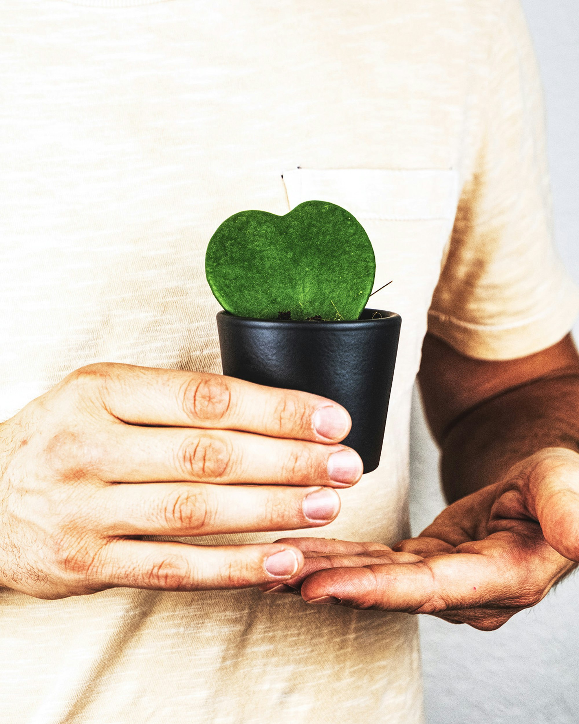 person holding green plant on black pot