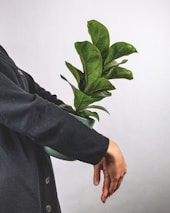 A hand is holding a small potted plant with vibrant green leaves against a neutral background. The person is wearing a dark, buttoned-up coat, and the plant appears to be healthy and well-nurtured.