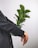 A hand is holding a small potted plant with vibrant green leaves against a neutral background. The person is wearing a dark, buttoned-up coat, and the plant appears to be healthy and well-nurtured.