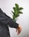 A hand is holding a small potted plant with vibrant green leaves against a neutral background. The person is wearing a dark, buttoned-up coat, and the plant appears to be healthy and well-nurtured.
