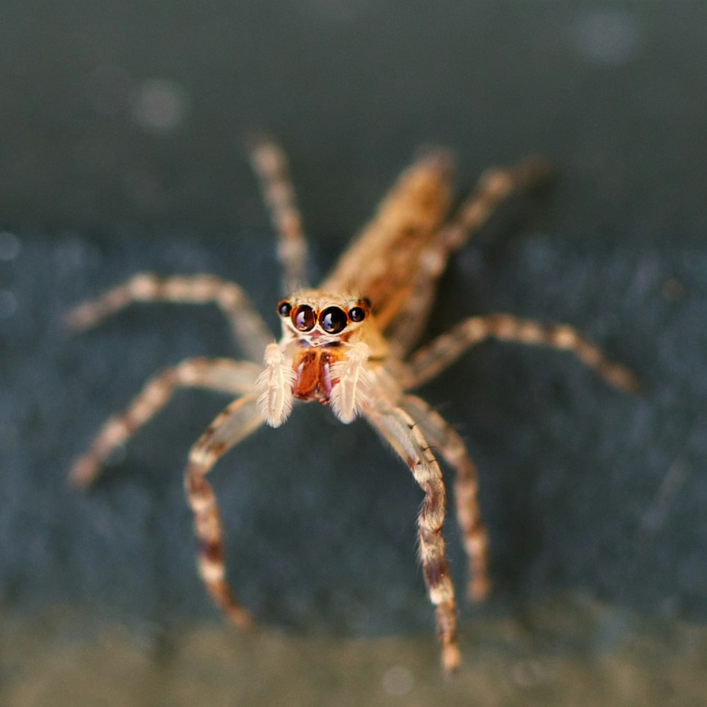 brown and white spider on gray textile