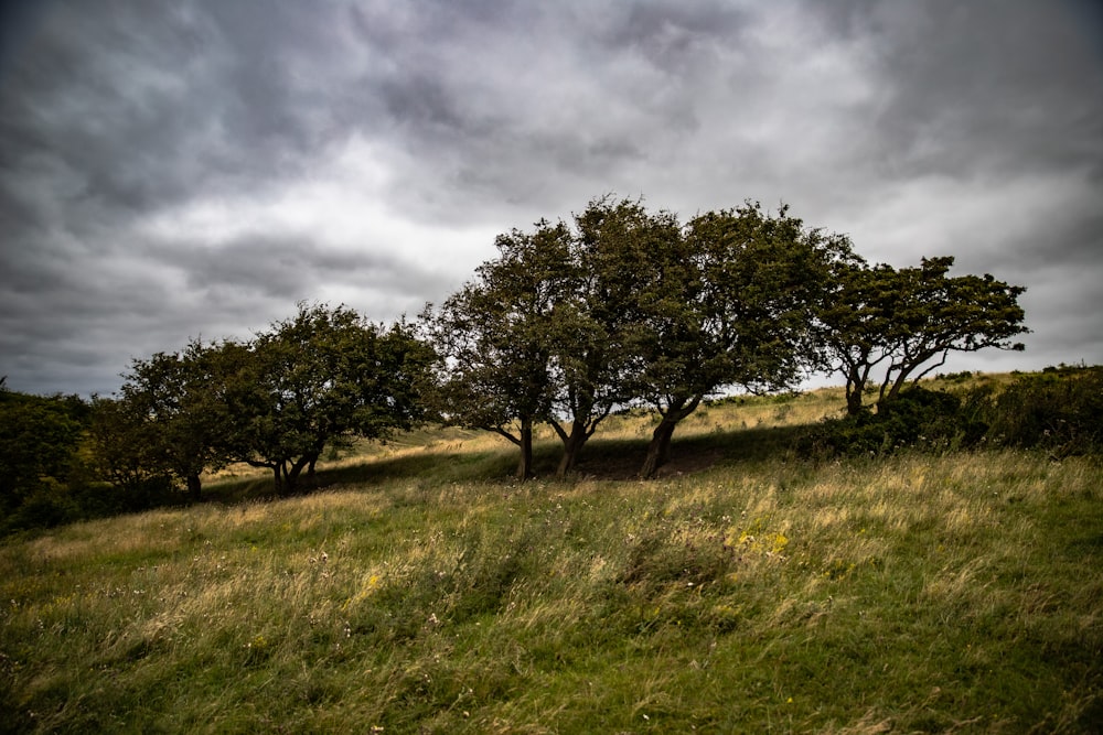 green grass field with trees under gray clouds