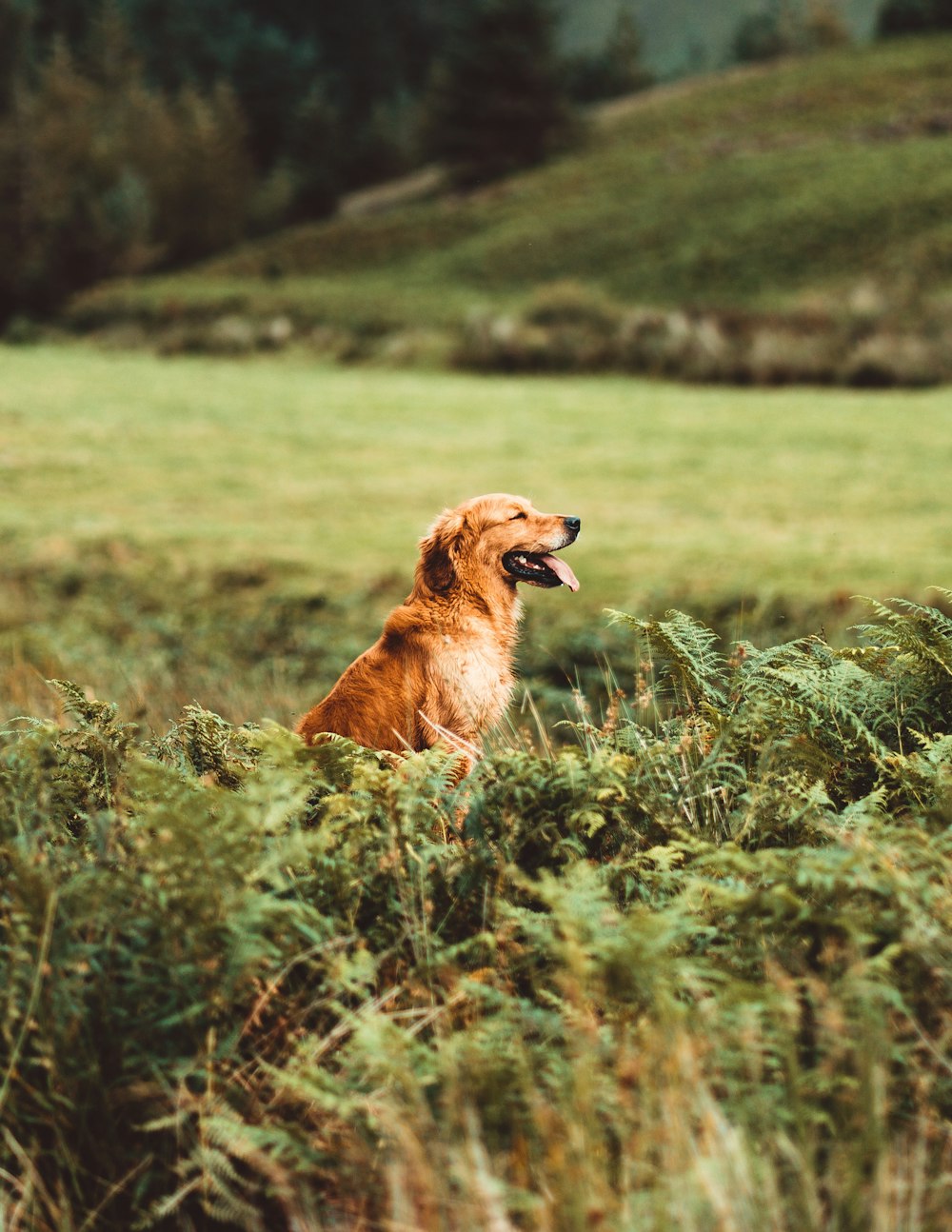 brown short coated dog on green grass field during daytime