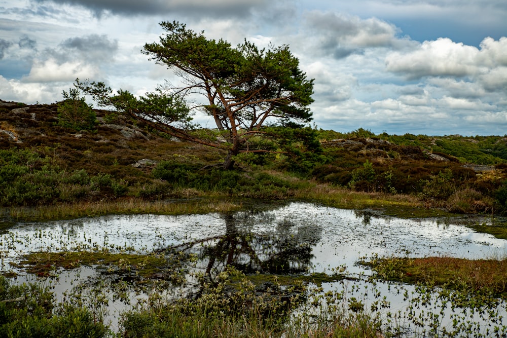 green grass and tree near lake under cloudy sky during daytime