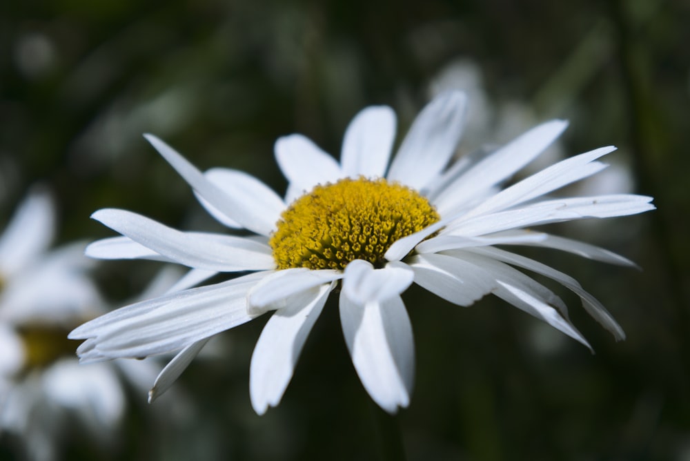 white daisy in bloom during daytime