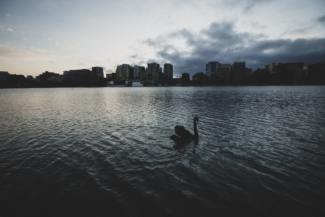 silhouette of swan on water during daytime