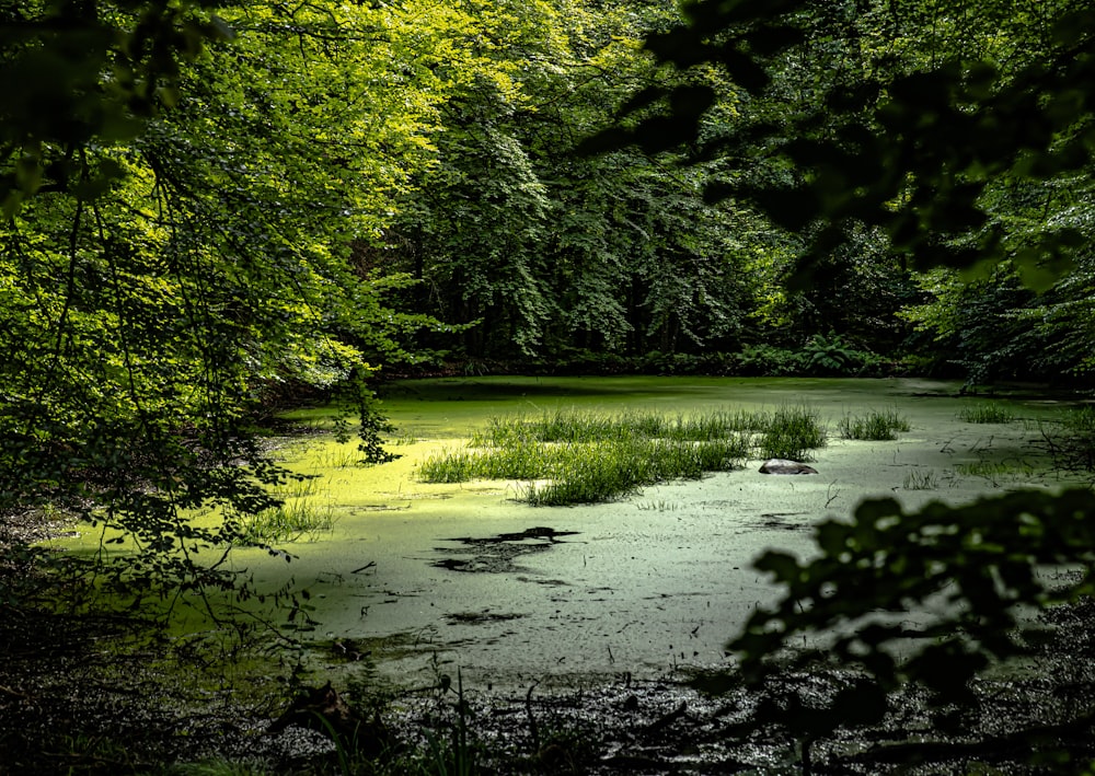 green trees beside river during daytime