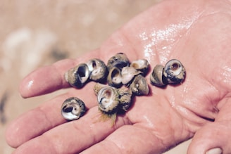 A close-up of a person's hand holding several small seashells with spiral patterns on a sandy background. The shells are wet and varying in size, with some showing the shiny interior.