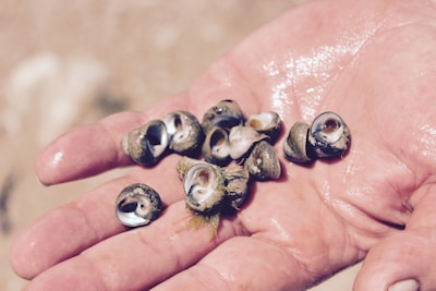 A close-up of a person's hand holding several small seashells with spiral patterns on a sandy background. The shells are wet and varying in size, with some showing the shiny interior.