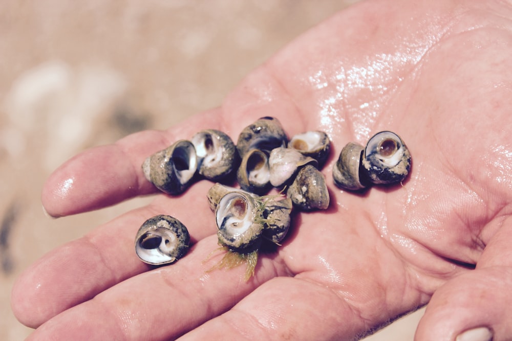 person holding brown and white shells