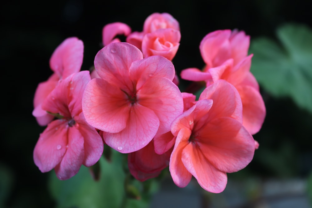 pink flowers in tilt shift lens