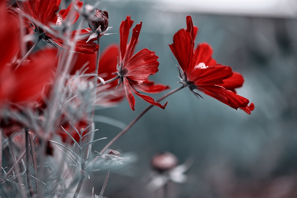 red flowers in tilt shift lens