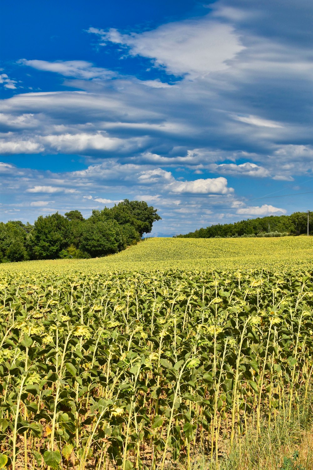 green grass field under blue sky and white clouds during daytime