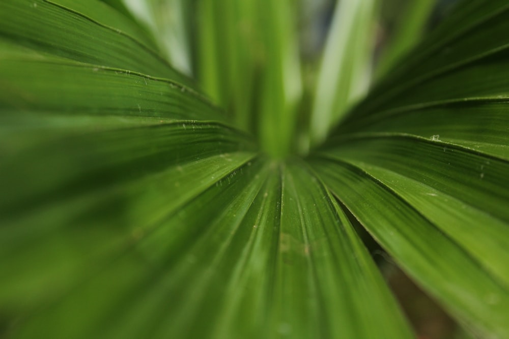 green leaf plant in close up photography