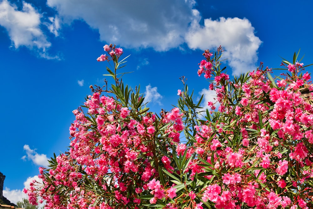 pink flowers under blue sky during daytime