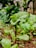 green leaf plant in close up photography