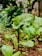 green leaf plant in close up photography