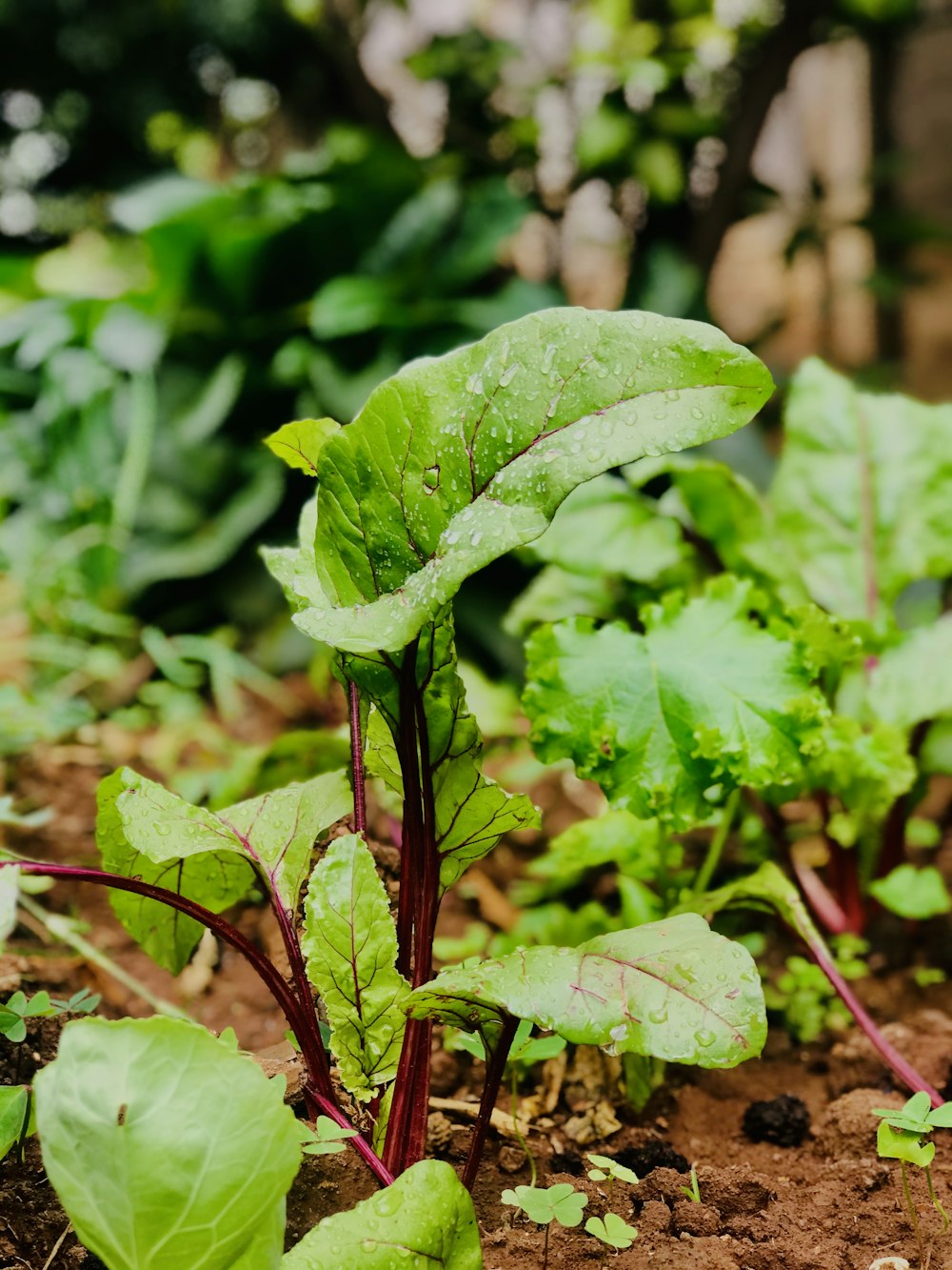 green leaf plant in close up photography