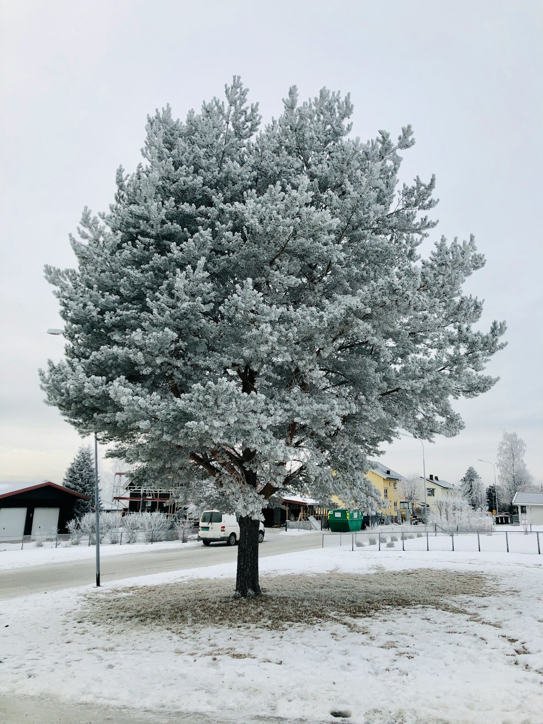 white leaf tree on snow covered ground during daytime