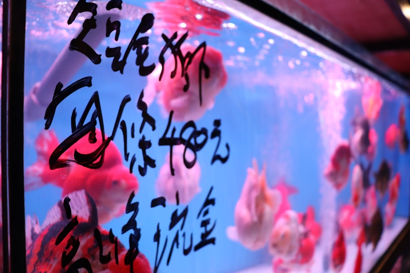 An aquarium tank filled with vibrant goldfish swimming against a bright blue backdrop. Black Chinese characters are painted or printed on the outside of the tank, adding a cultural and artistic element. The lighting casts a pinkish hue, creating a warm and inviting atmosphere.