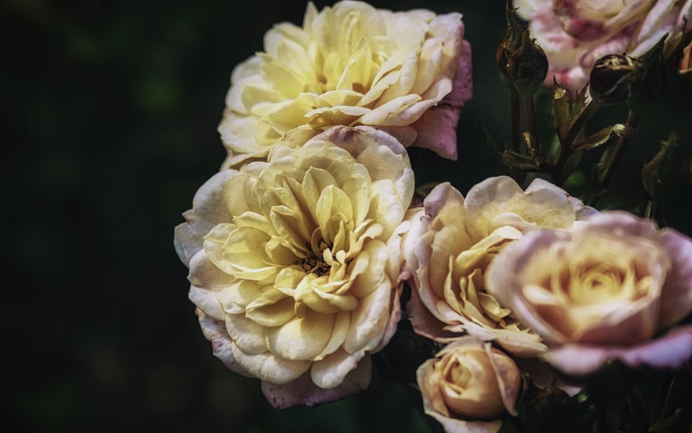 white and pink roses in bloom during daytime