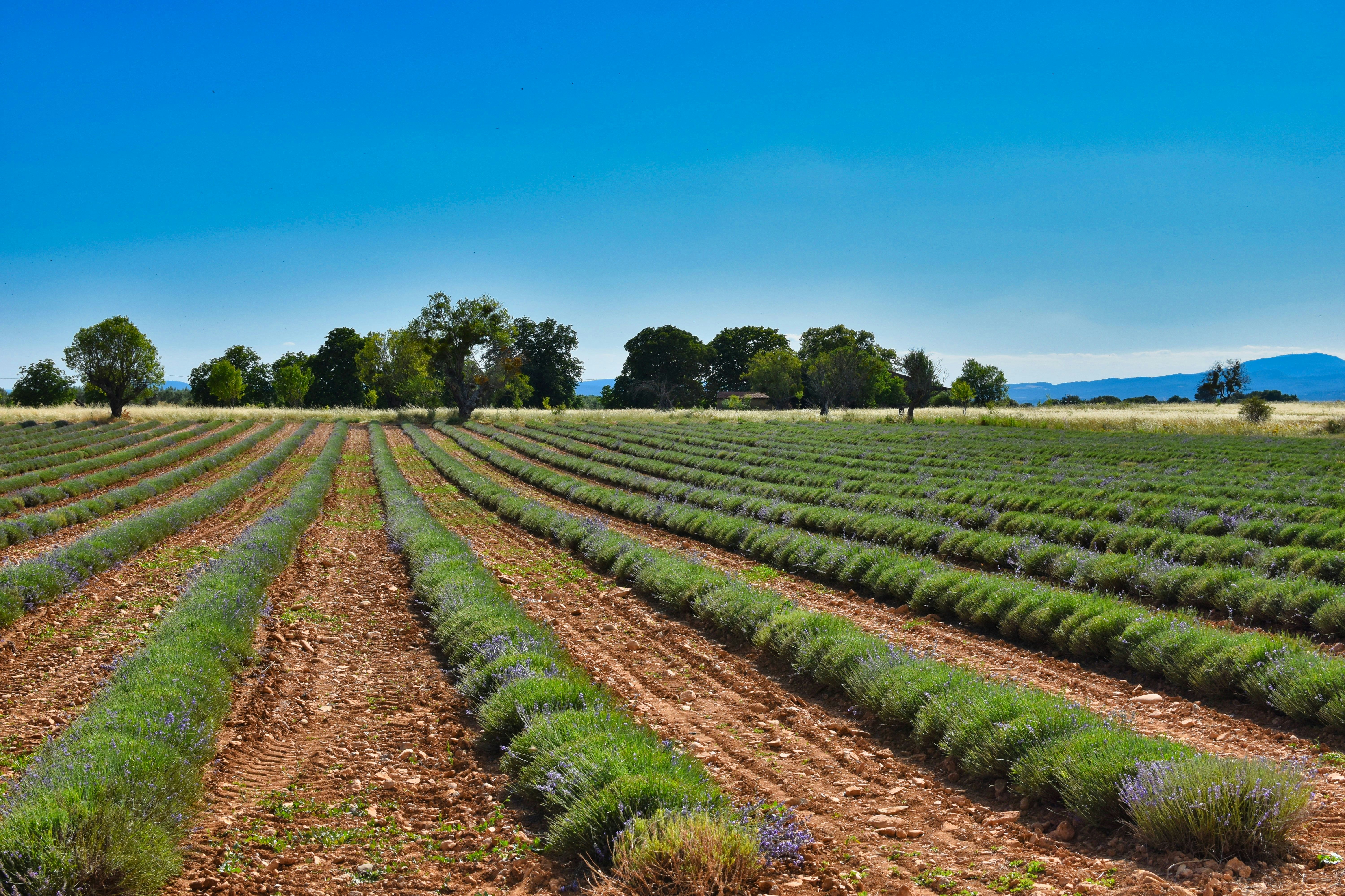 green grass field under blue sky during daytime