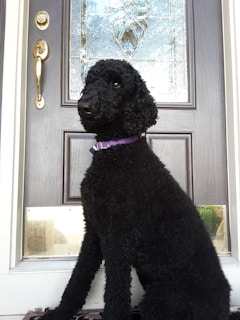 A fridge magnet of a sleek black dog with piercing purple eyes and a gothic backdrop.