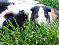 Two guinea pigs cuddled together on a patch of grass under warm sunlight.